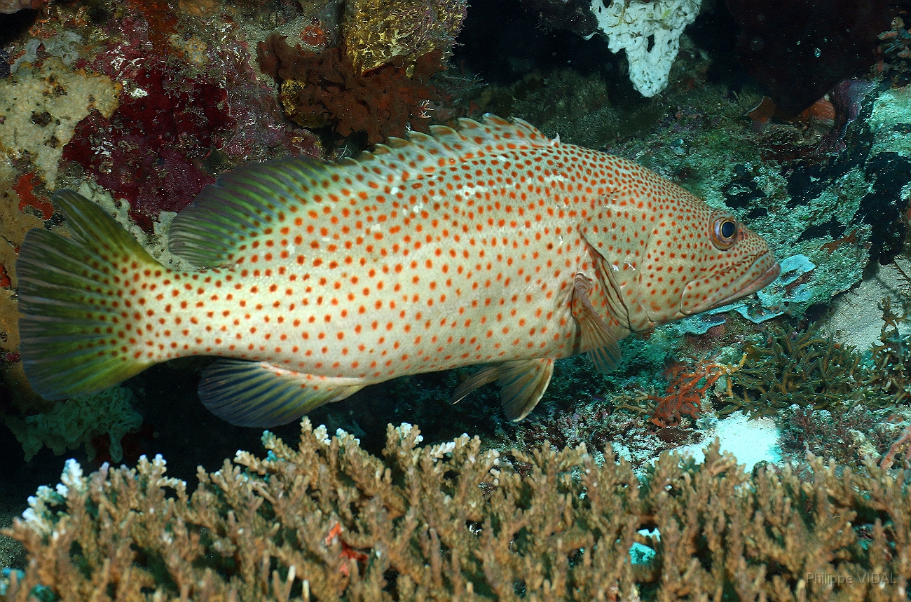 Raja Ampat 2016 - Anyperodon leucogrammicus - Slender grouper - Merou elegant - IMG_5346_rc.jpg